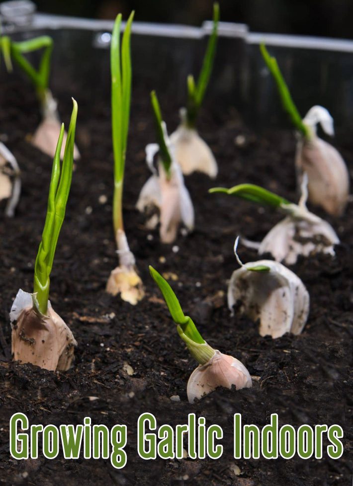 Growing Garlic Indoors