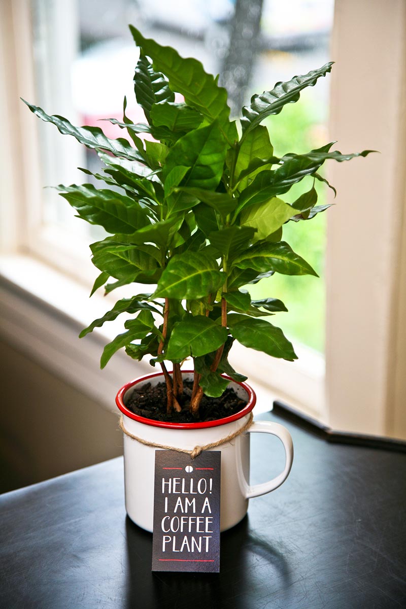 Anbau von Arabica-Kaffeepflanzen im Innenbereich