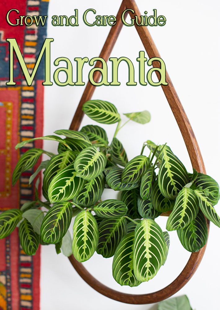 Grow and Care Guide: Beautiful Maranta