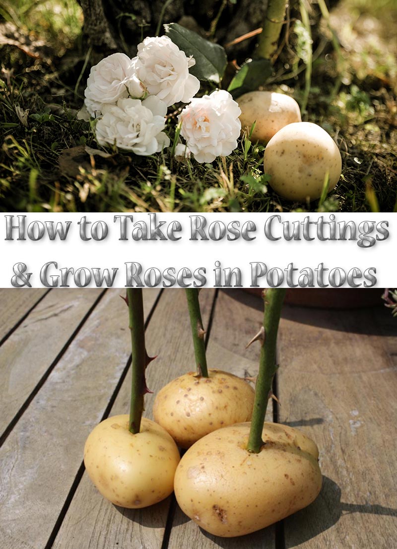 How to Take Rose Cuttings and Grow Roses in Potatoes