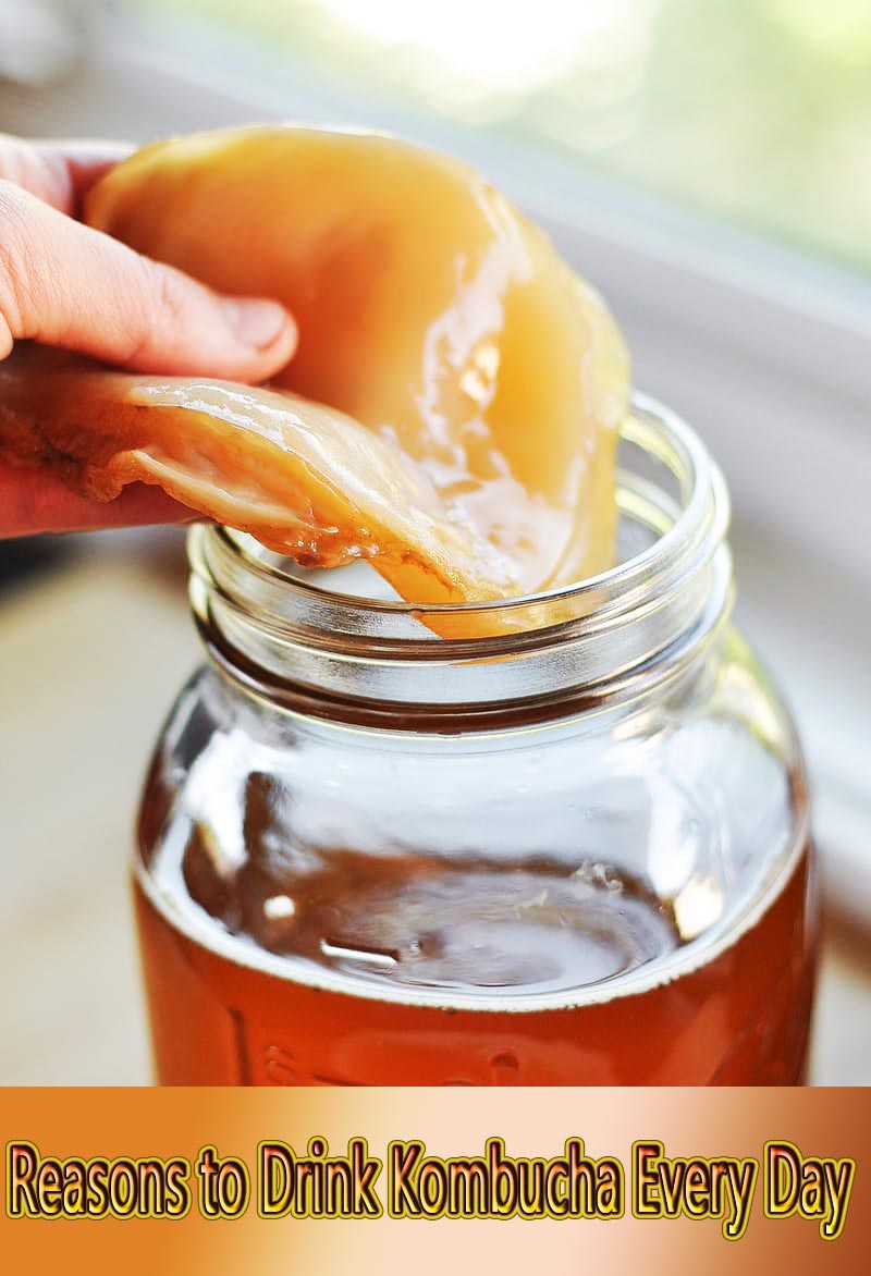 Reasons to Drink Kombucha Every Day