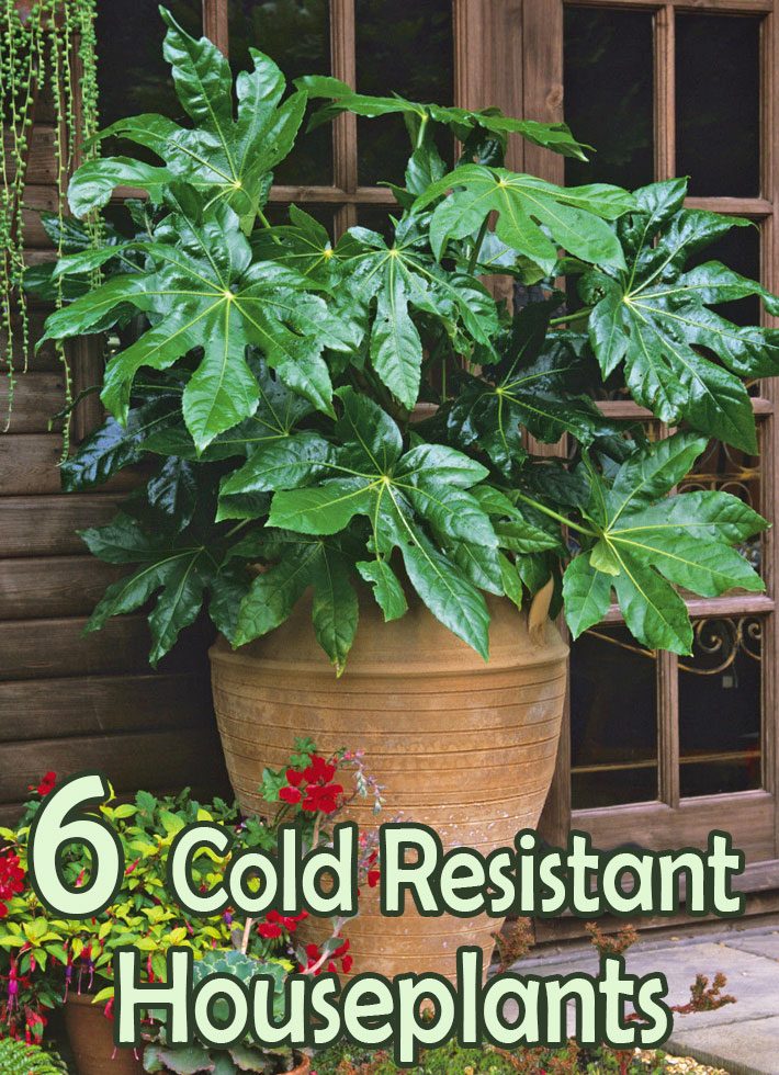 Six Cold Resistant Houseplants