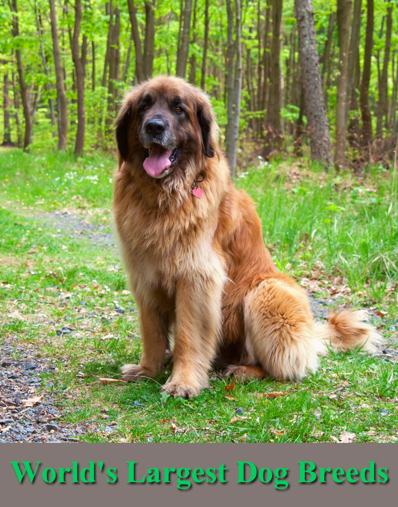 Check Out The World’s Largest Dog Breeds