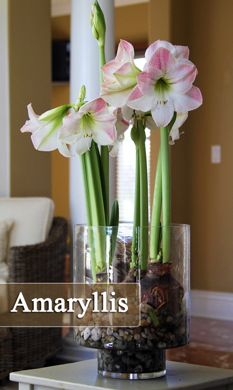 How to Grow Amaryllis ( Indoors and Outdoors )