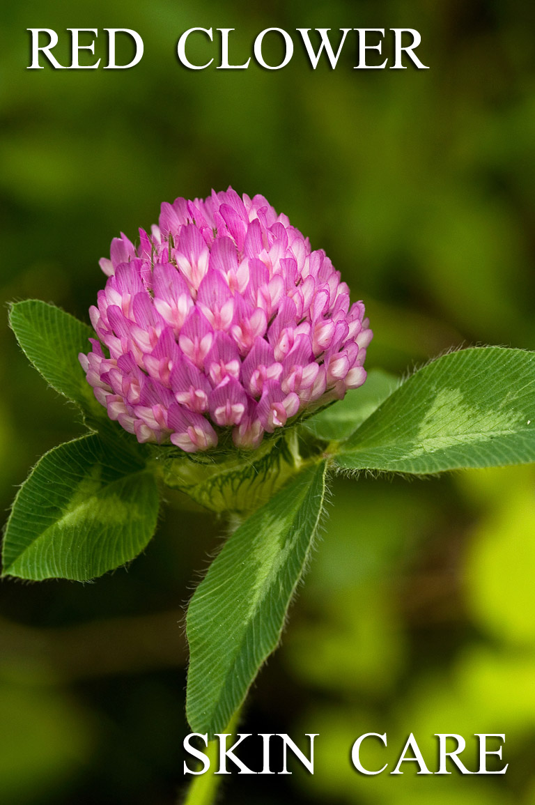 Red Clover is Amazing for Your Skin