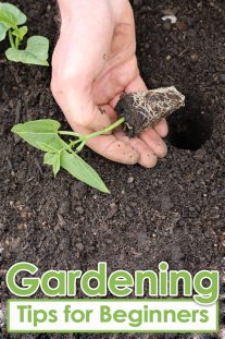 Gardening Tips for Beginners