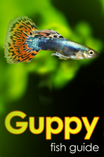 Guppy – Millions Fish