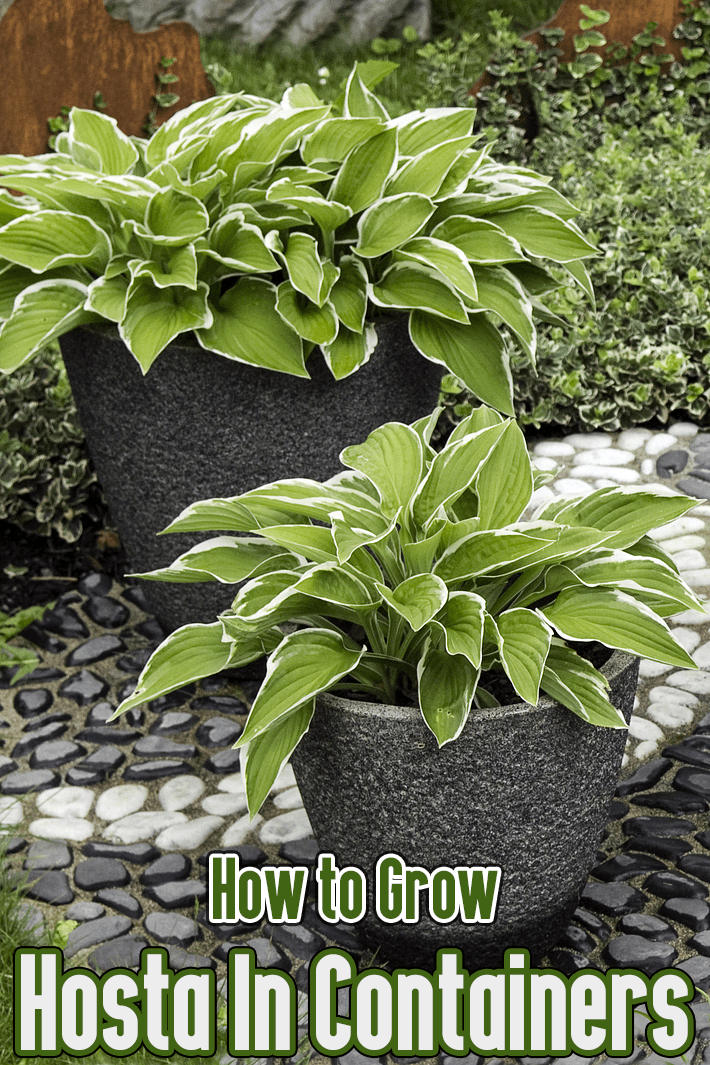 How to Grow Hosta in Containers