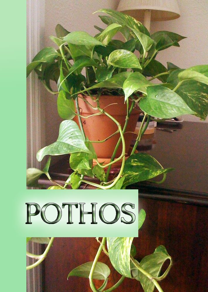 Pothos – The Easiest Houseplant to Grow