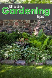Shade Gardening Tips