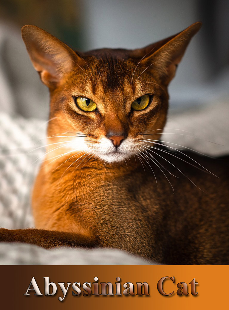 Breed Profile - Magical Abyssinian Cat