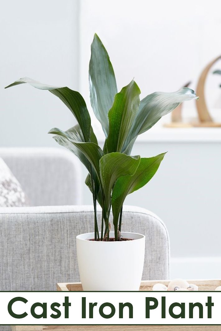 Aspidistra Elatior / The Cast Iron Plant