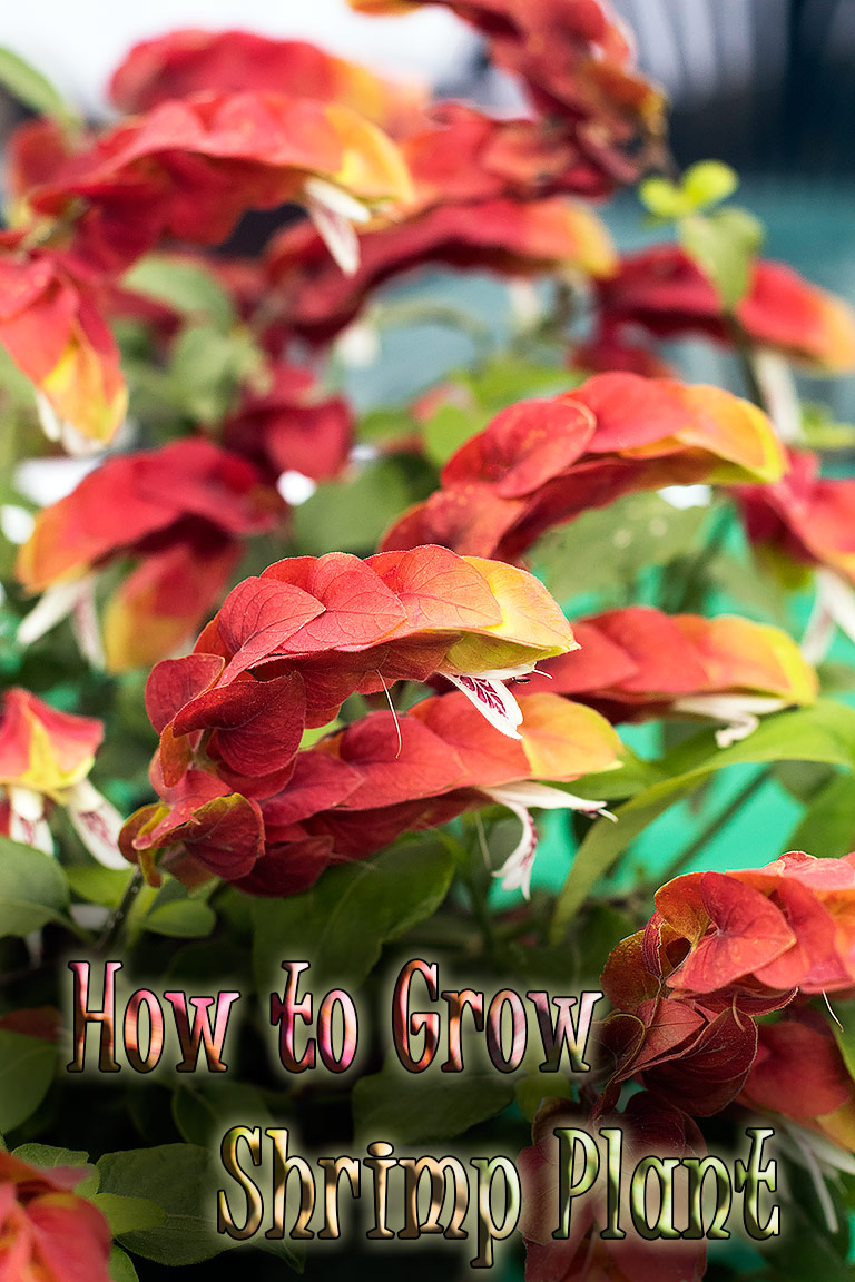 How to Grow and Care for Shrimp Plant