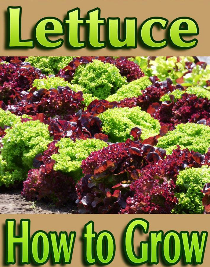 Lettuce – How to Grow