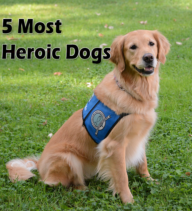 Top 5 Most Heroic Dogs in History