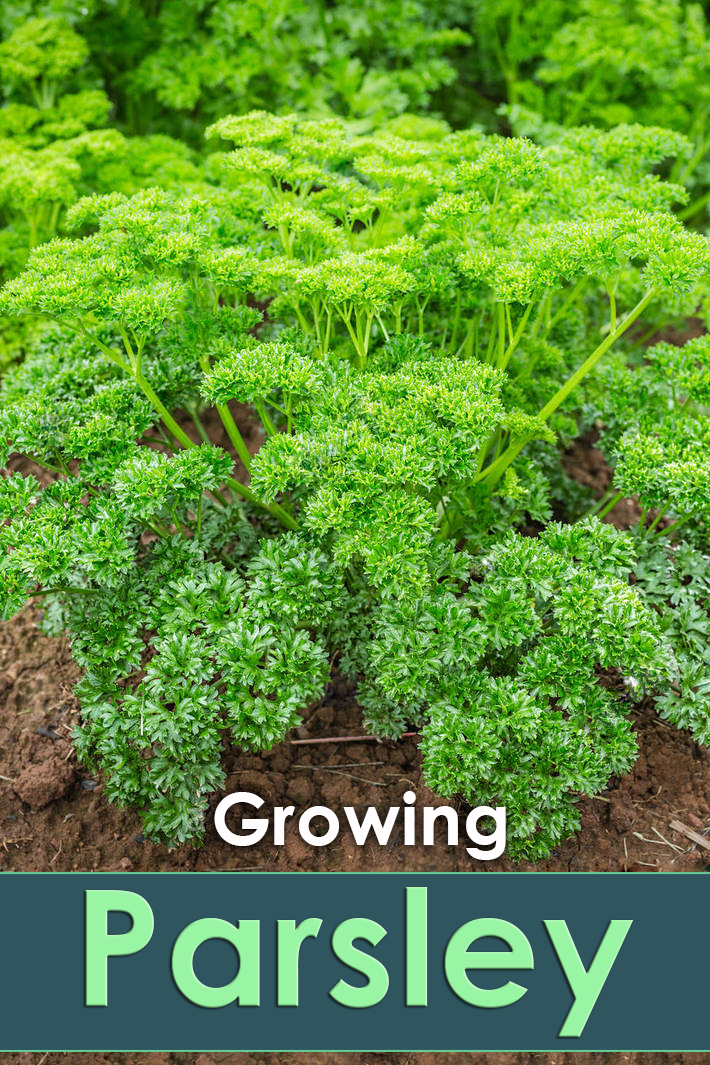 Parsley How To Grow