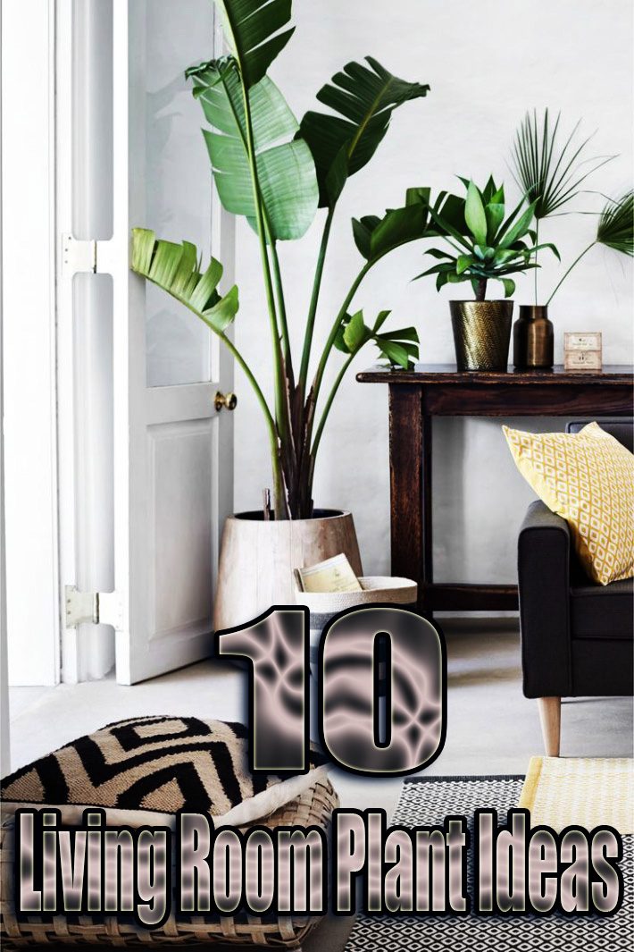 10 Living Room Plant Ideas
