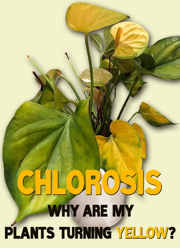 Chlorosis – Why are my Plants Turning Yellow?