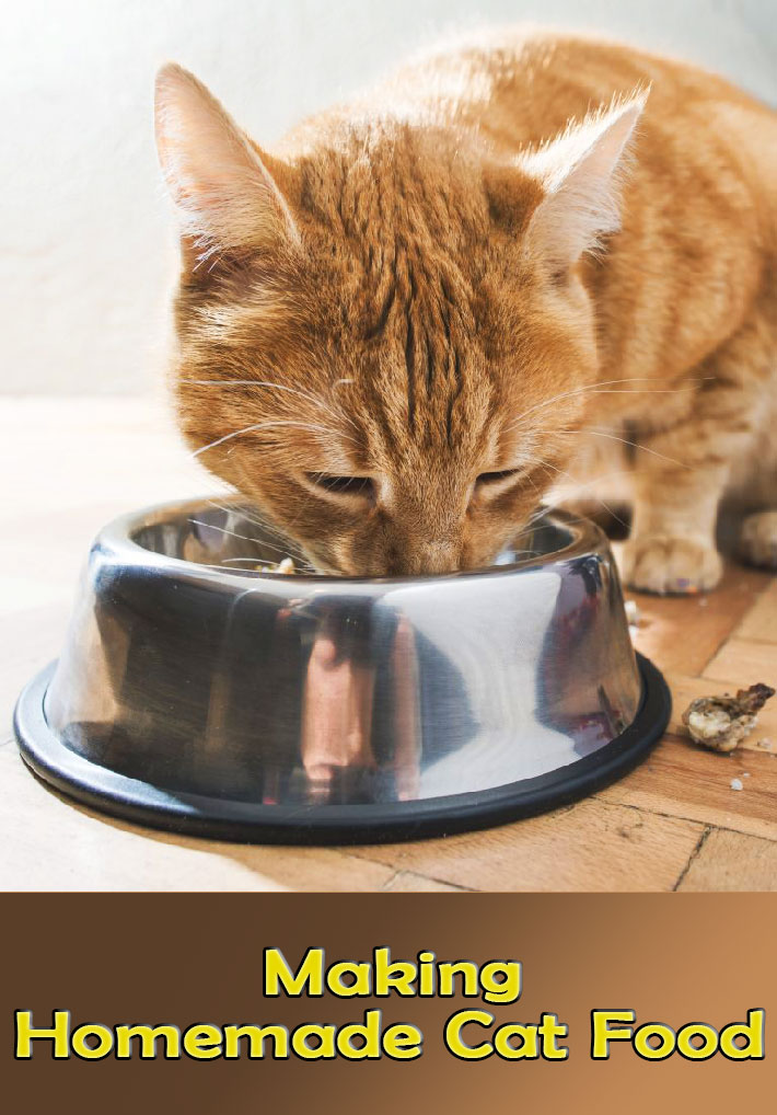 Making Homemade Cat Food Recipes, Benefits and More