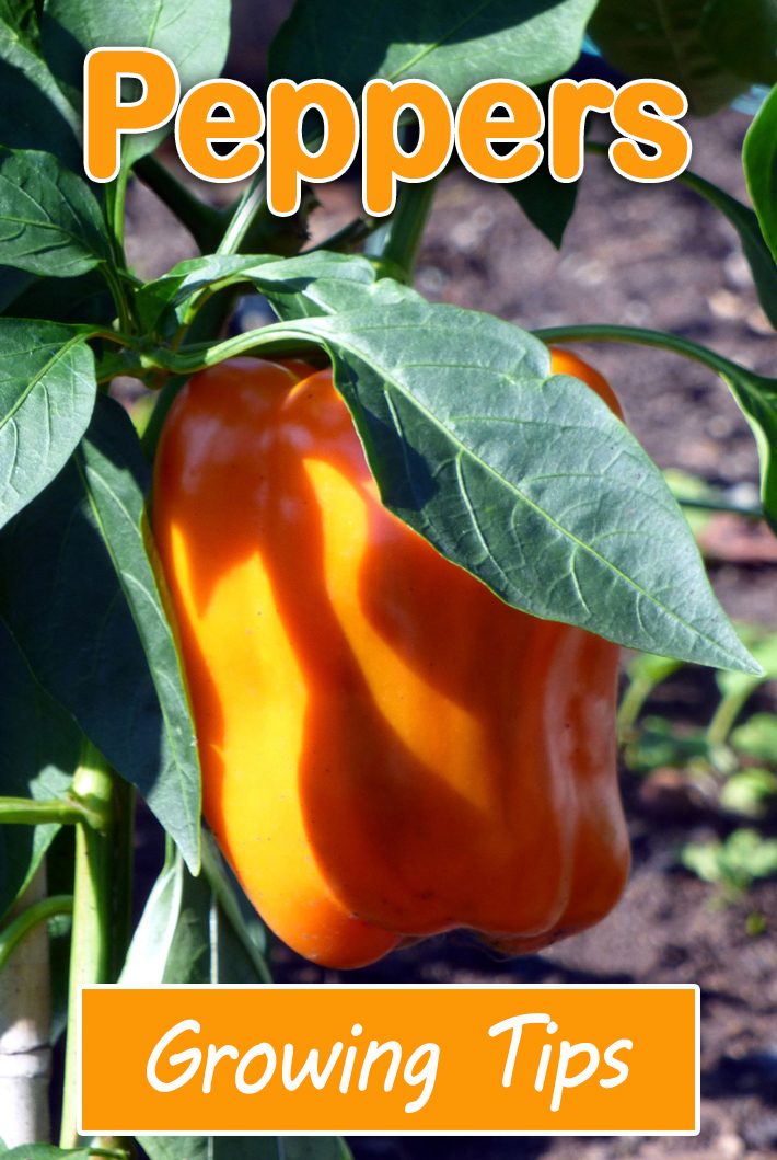 Peppers Growing Tips