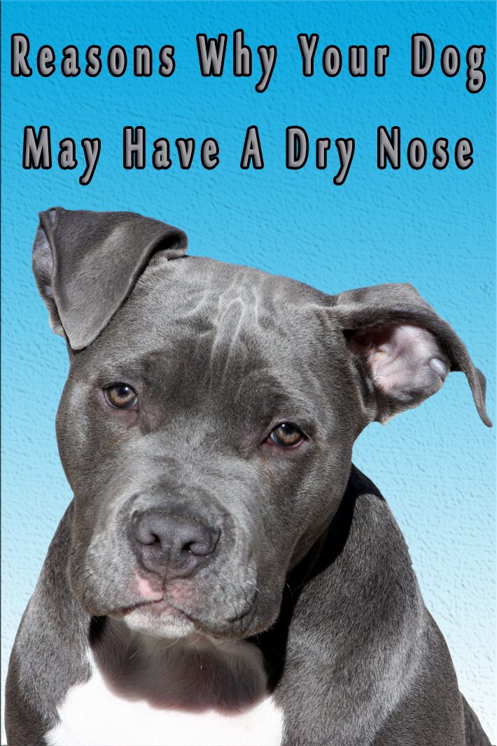 quiet-corner-reasons-why-your-dog-may-have-a-dry-nose-quiet-corner