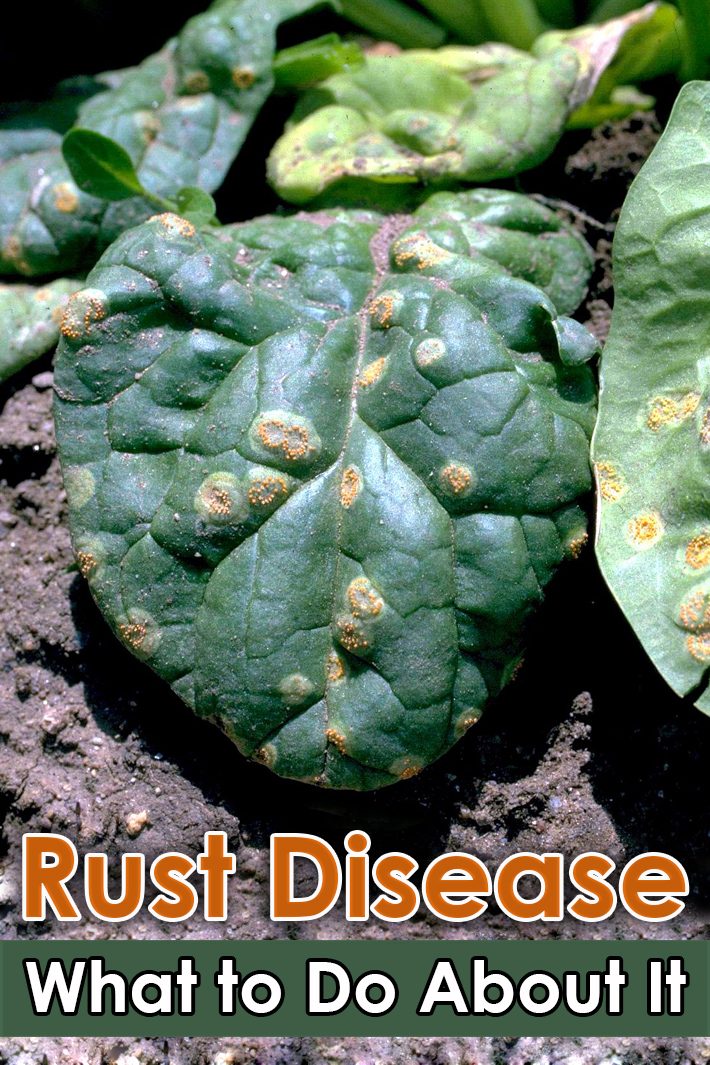 Rust Disease – What to Do About It
