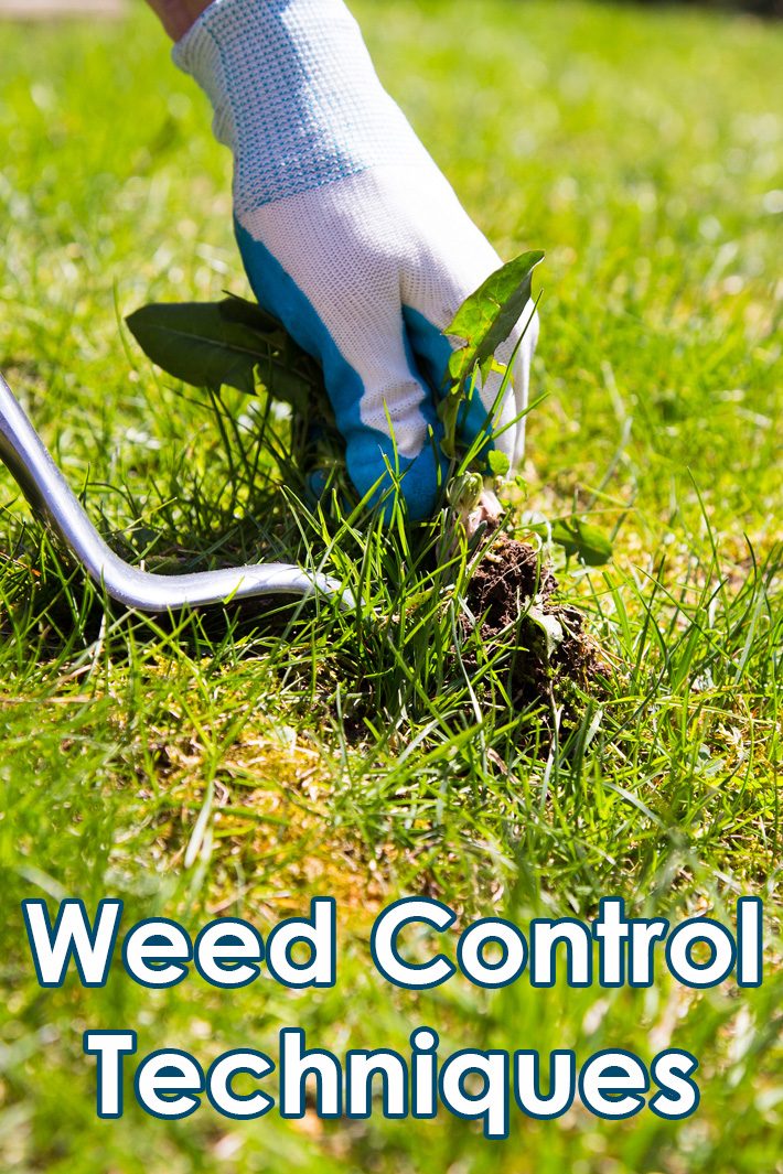 Gardening and Lawn Tips: Weed Control Techniques