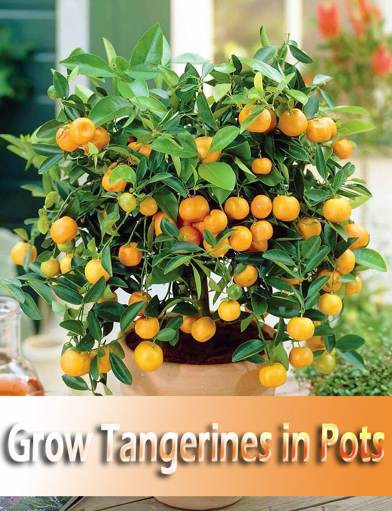 How to Grow Tangerines in Pots