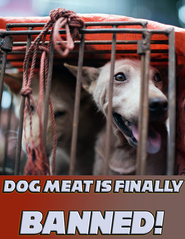 Dog Meat Is Finally Banned From Yulin Festival In China