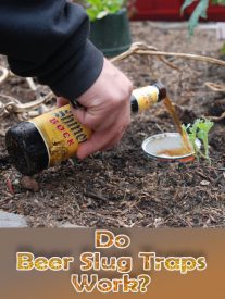 Do Beer Slug Traps work?