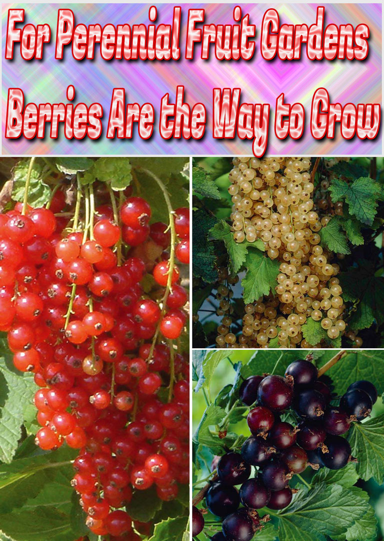 Hardy, easy to cultivate, resistant to disease, and quick to yield, berry bushes are perfect for just about any garden environment. Whether you have a large lot in which to plant fruit-bearing hedges, or a sunny balcony that would be perfect for hanging baskets, there’s a berry plant that’s ideal for your home. Best of all, if you choose a perennial species, you’ll only have to put in a bit of maintenance work now and then in order to enjoy a beautiful, bountiful harvest year after year... #gardening