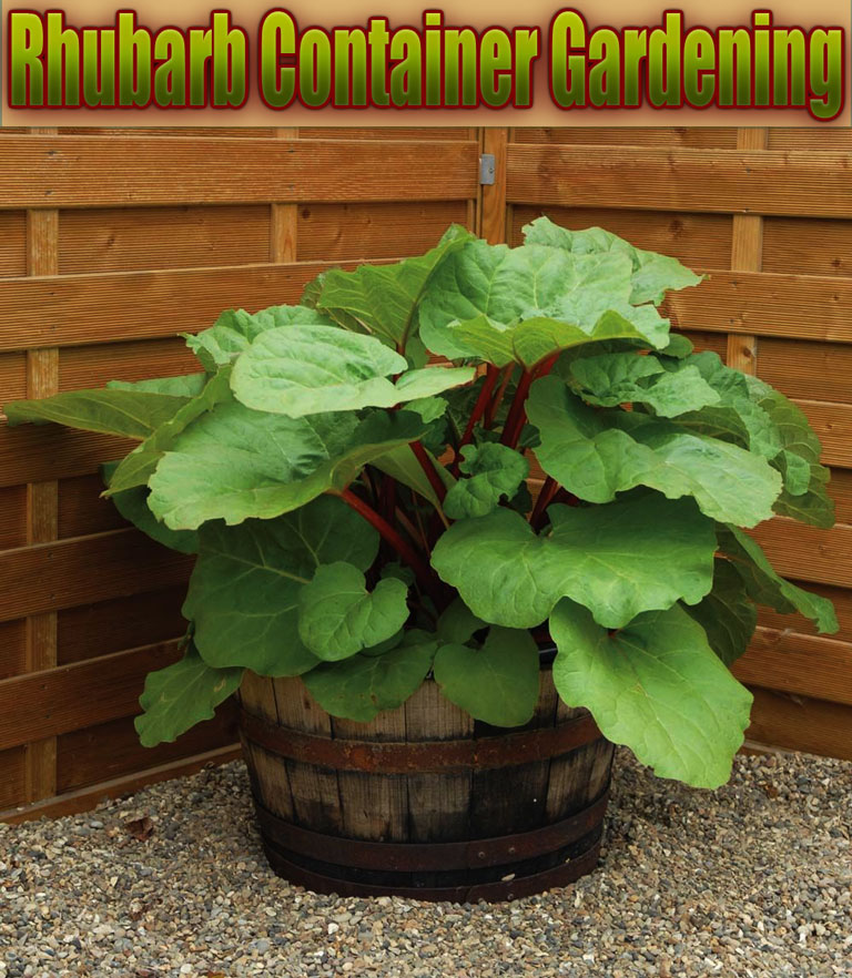 Rhubarb Container Gardening