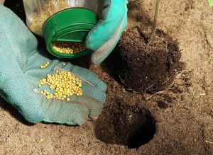 Quiet Corner:10 Most Common Gardening Myths Busted! - Quiet Corner