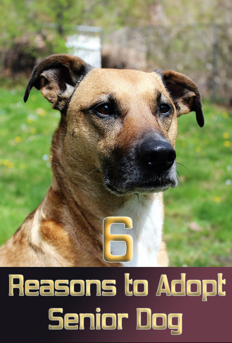 6 Reasons to Adopt a Senior Dog