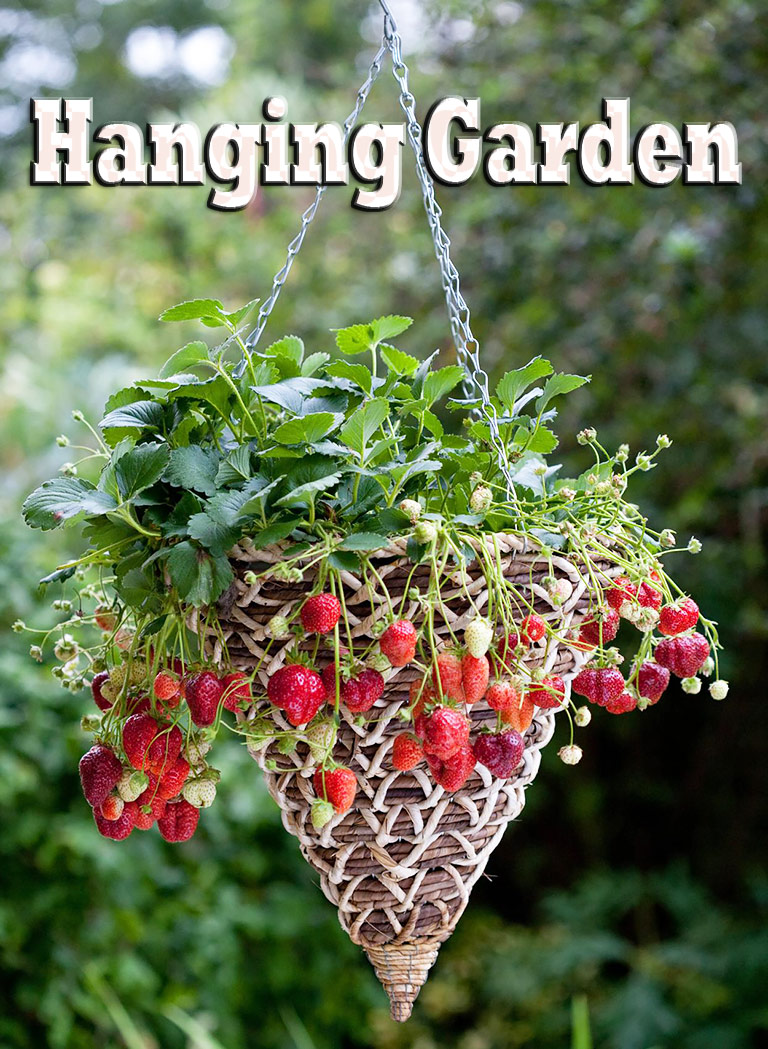 Quiet Corner:Hanging Garden: Fruits and Vegetables in Hanging Baskets