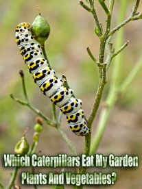 Which Caterpillars Eat My Garden Plants And Vegetables