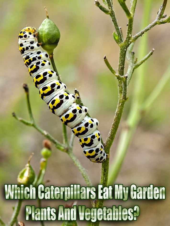 Quiet CornerWhich Caterpillars Eat My Garden Plants And Vegetables? Quiet Corner