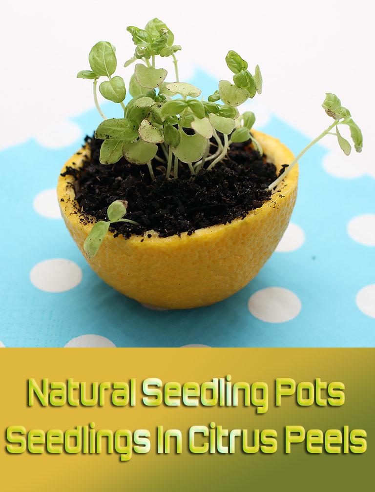 Natural Seedling Pots: Seedlings In Citrus Peels