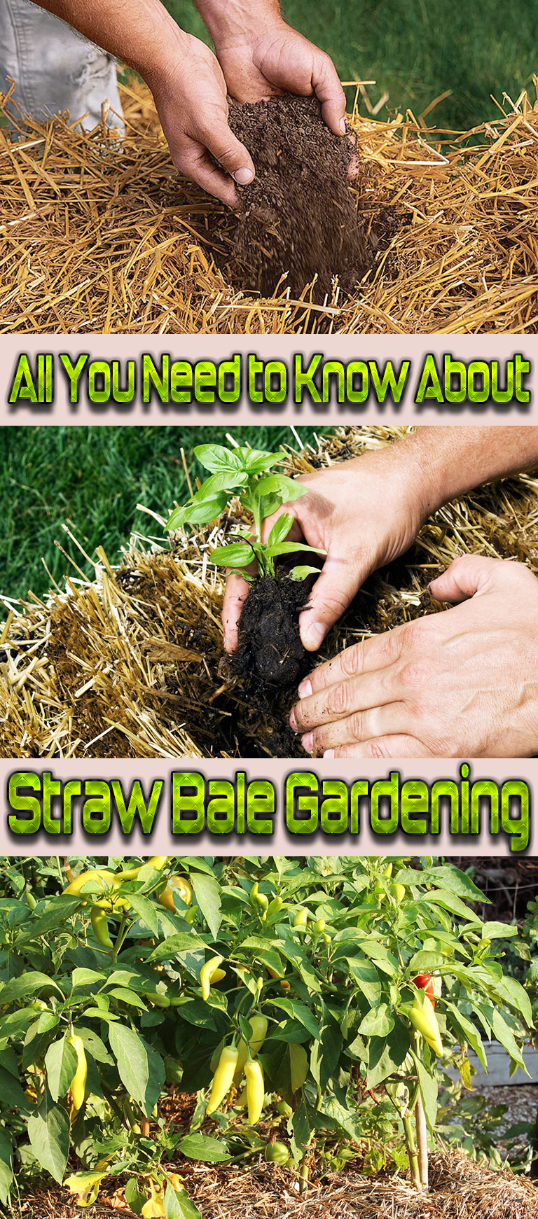 All You Need to Know About Straw Bale Gardening
