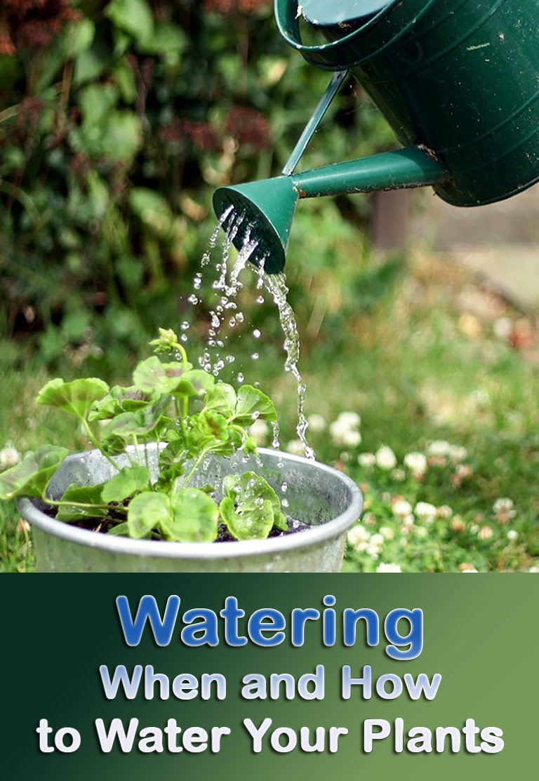 Watering – When and How to Water Your Plants