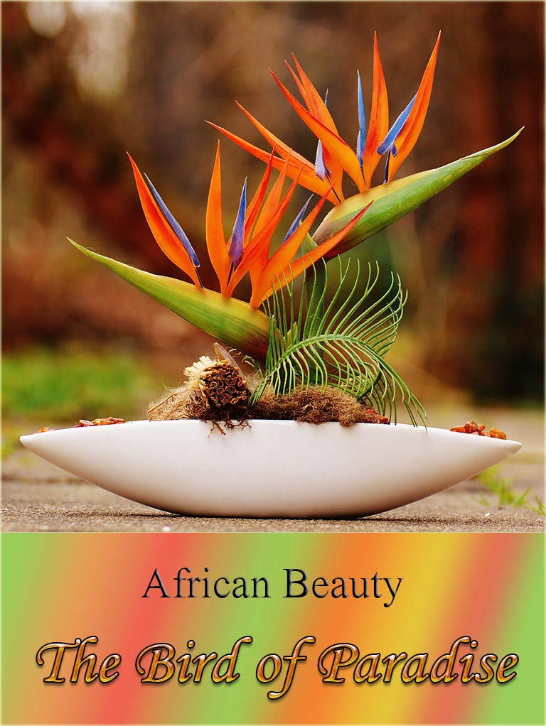The Bird of Paradise - African Beauty