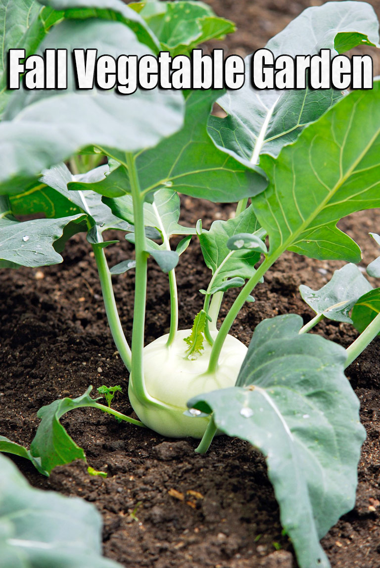 Fall Vegetable Garden: 15 Best Vegetables to Grow