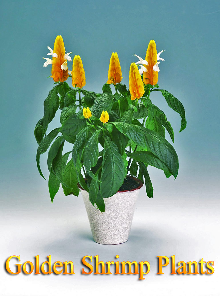 Growing Golden Shrimp Plants Indoors