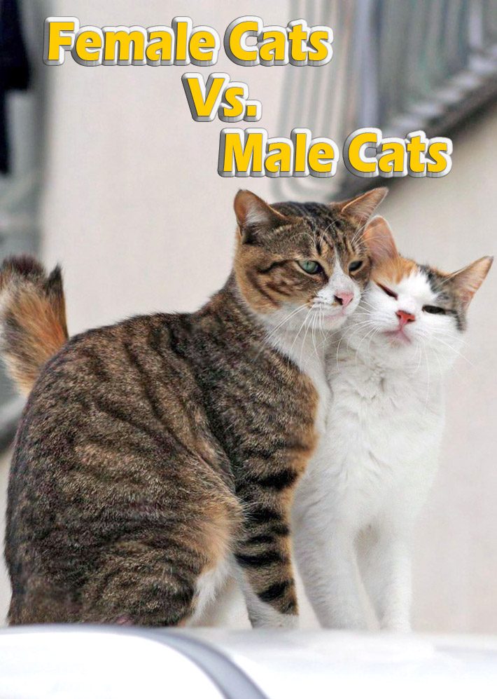 are male cats better than female cats