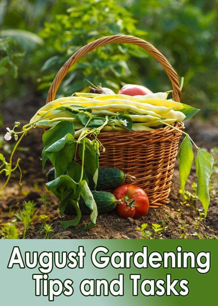 Garden Almanac – August Gardening Tips and Tasks