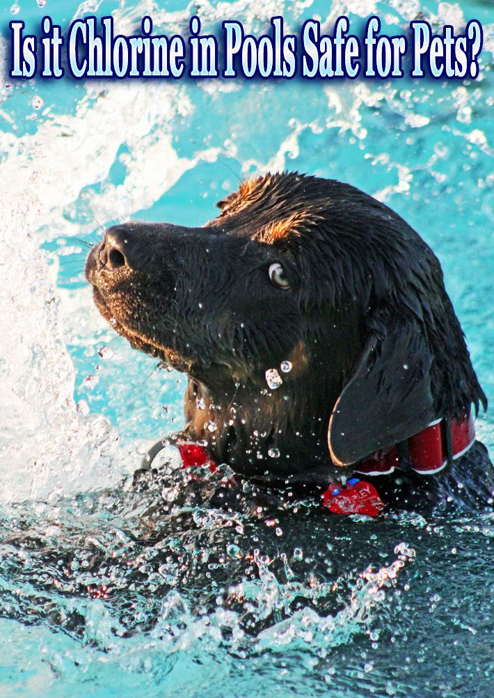 Is it Chlorine in Pools Safe for Pets?