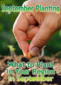 September Planting: What to Plant in Your Region