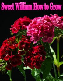 Sweet William How to Grow