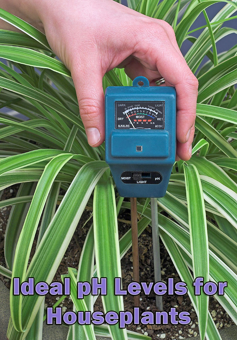 Ideal pH Levels for Houseplants