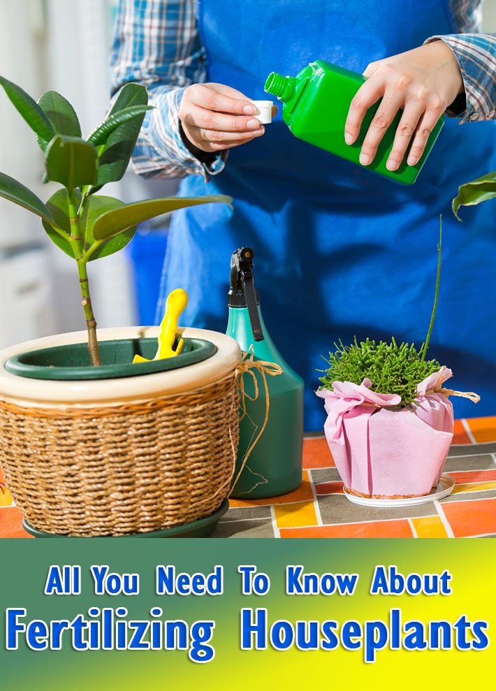 All You Need To Know About Fertilizing House Plants